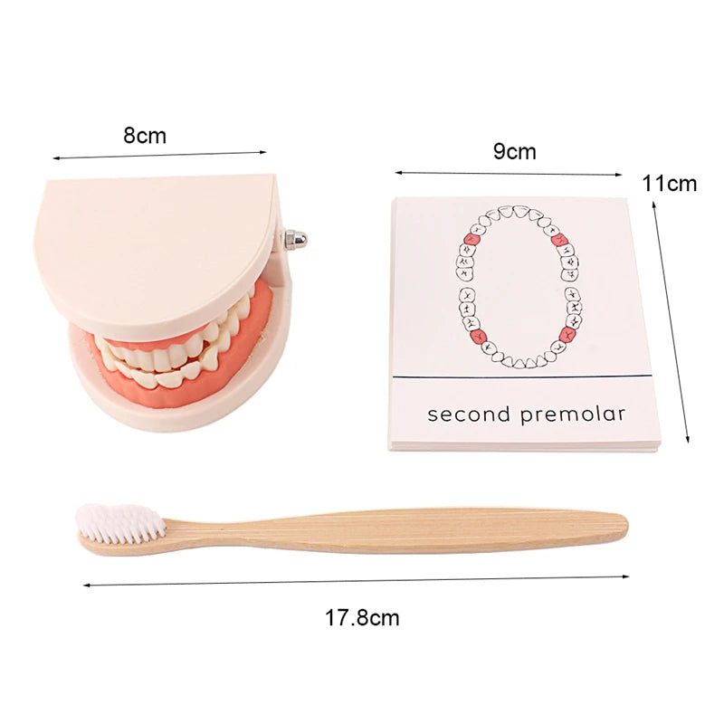 Tooth Brushing Toy (Montessori Inspired)