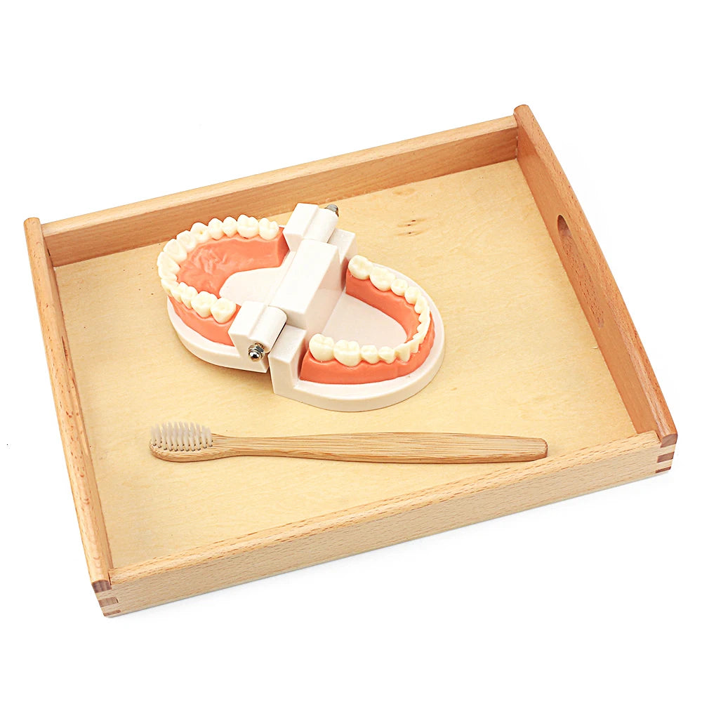 Tooth Brushing Toy (Montessori Inspired)