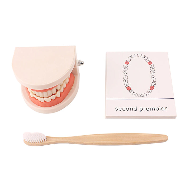 Tooth Brushing Toy (Montessori Inspired)